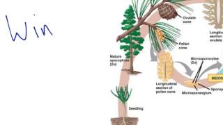 Gymnosperm Reproduction [upl. by Cuhp]