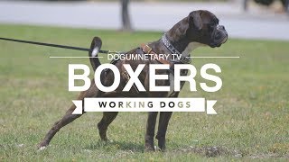 ALL ABOUT BOXERS WORKING DOGS [upl. by Gnal]