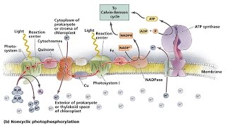 Cyclic and Noncyclic Photo phosphorylation [upl. by Atneuqal275]