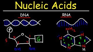 Nucleic Acids  RNA and DNA Structure  Biochemistry [upl. by Crescen]