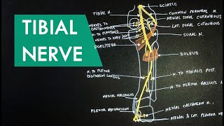 Tibial Nerve  Anatomy Tutorial [upl. by Torrin]