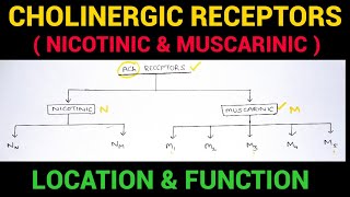 Autonomic Pharmacology  3  Cholinergic Receptors  EOMS [upl. by Marielle349]