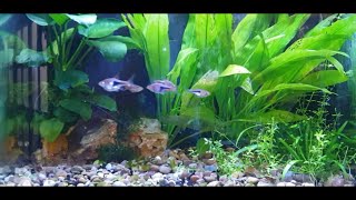 How To Breed Harlequin Rasboras [upl. by Eilis]