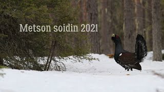 Metson soidin 2021 Seitsemän metsoa [upl. by Valery]