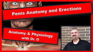 Penis Anatomy and Erection Anatomy and Physiology [upl. by Dasi]