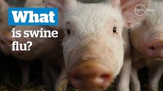 What is swine flu [upl. by Levins]