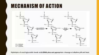 Uracil DNA Glycosylase  How to prevent PCR product contamination [upl. by Aisatan235]