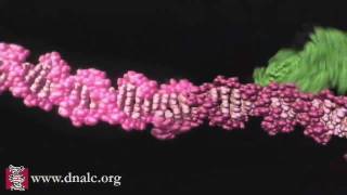 Mechanism of Recombination [upl. by Ahsok28]