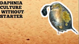 HOW TO CULTURE DAPHNIA NATURALLY WITHOUT A STARTER [upl. by Eseret369]