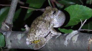 Copes Gray Tree Frog Call [upl. by Yleoj790]