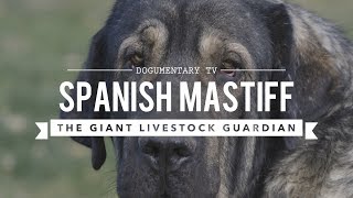 SPANISH MASTIFF THE LARGEST DOG BREED YOU DIDNT KNOW EXISTED [upl. by Eob]