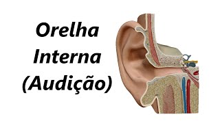 Anatomia da Orelha Interna em 3D Audição [upl. by Obola147]