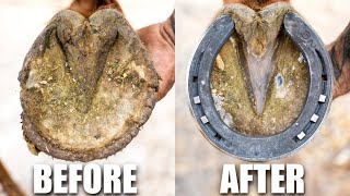 Farrier Hoof Restoration  Satisfying [upl. by Champaigne]