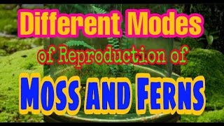 Different Modes of Reproduction of Moss amp Ferns [upl. by Eikkin]