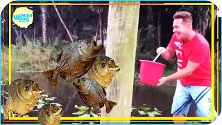 feeding piranhas live compilation 2017 piranhas fishing [upl. by Haroppizt]