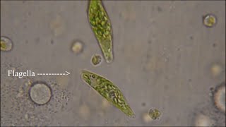 Euglena  The Flagellate [upl. by Bergin173]