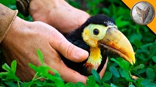 Rescued Baby Toucan [upl. by Suertemed]