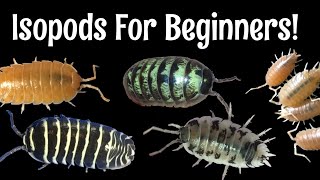 Five Excellent Pet Isopods for Beginners [upl. by Divd]