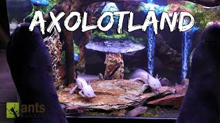 Axolotland  The Cutest Creatures Youve Ever Seen [upl. by Aznofla]