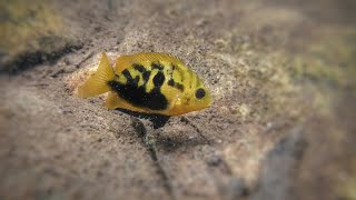 Pseudetroplus maculatus Orange Chromide in the wild [upl. by Ettolrahs629]