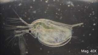 Daphnia magna under the Microscope [upl. by Ahsitneuq]