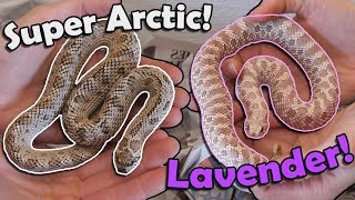 Unboxing Fancy Morph Hognoses [upl. by Engedus]