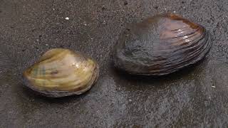 Mussel Reproduction Process  Iowa Land and Sky [upl. by Atalie]