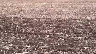 No till vs Vertical tillage vs Conventional tillage [upl. by Nylla]