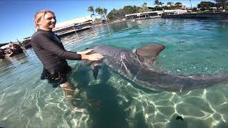 Dolphin experience SeaWorld [upl. by Jerri939]