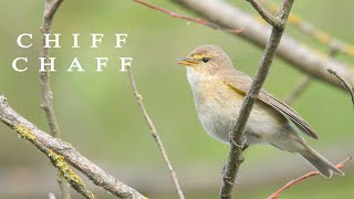 Bird sounds Chiffchaff chirping in spring [upl. by Martainn800]