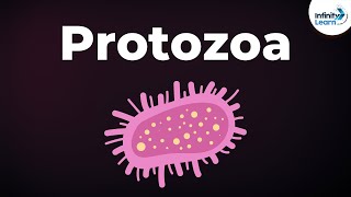 Introduction to Protozoa  Microorganisms  Biology  Dont Memorise [upl. by Bouchier]