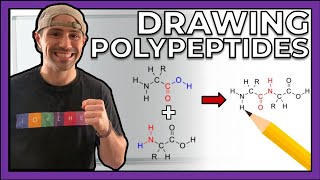 Intro to Peptides and Drawing Polypeptides [upl. by Arbmahs]