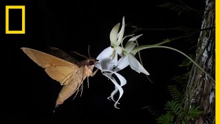 Rare Ghost Orchid Has Multiple Pollinators  Short Film Showcase [upl. by Estell604]