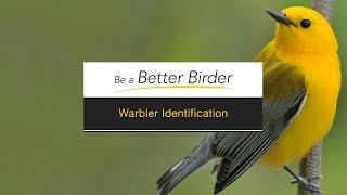 Be a Better Birder Warbler Identification [upl. by Buller]