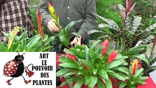 Conseils jardinage Vriesea Entretien et arrosage Plante verte d’intérieur [upl. by Esau]