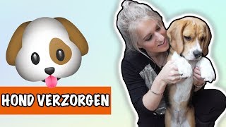 Hoe verzorg je jouw hond  DierenpraatTV [upl. by Ynobe]