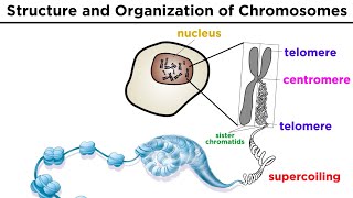 Chromosome Structure and Organization [upl. by Ahsiaa]