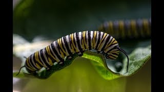 Milkweed amp the Monarch Butterfly Life Cycle [upl. by Milt126]