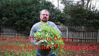 How to grow Cream De Mint™ Pittosporum Dwarf Mock Orange with a detailed description [upl. by Swartz]