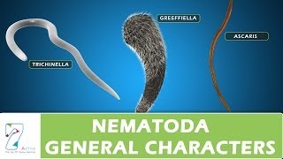 Nematoda General Characters [upl. by Otilia902]