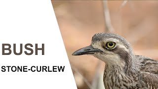 Australian BirdsBush Stonecurlew Parents and chicks Australian Bird Media [upl. by Edi]