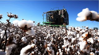 How Cotton Processing in Factory Cotton Cultivation  Cotton Farming and Harvest [upl. by Sorac]