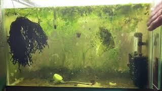 Scuds Daphnia Cherry Shrimp Copepods My aquatic food culture [upl. by Sllew723]