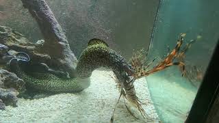 Savage the Speckled Moray Eel eats Lionfish for breakfast [upl. by Dagna]