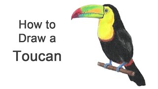 How to Draw a Toucan KeelBilled [upl. by Yelnikcm445]