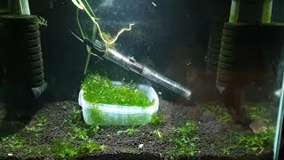 How To Breed Galaxy Rasbora Part 2 [upl. by London]