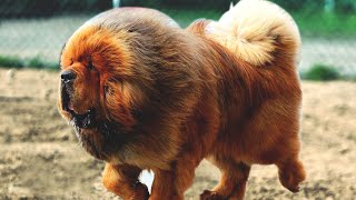 The Powerful Massive Defender  Tibetan Mastiff [upl. by Enej]