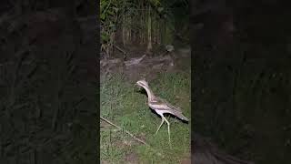 Clumsy Bush stone  Curlew Bird Australia Shorts Curlew [upl. by Aritak312]