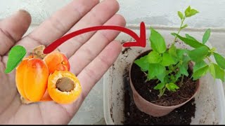 How To Grow Apricot Tree From Seed At Home  Sprouting Planting Apricots Seed [upl. by Culliton]