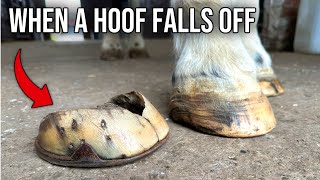 The Horse That Lost Its Hoof Hoof Restoration [upl. by Johppah]